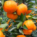 Hot Selling Sweet Seedless Fresh Juicy Mandarin Orange